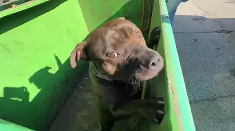 Rescuers Open A Dumpster And Find The Most Adorable Eyes Inside 2