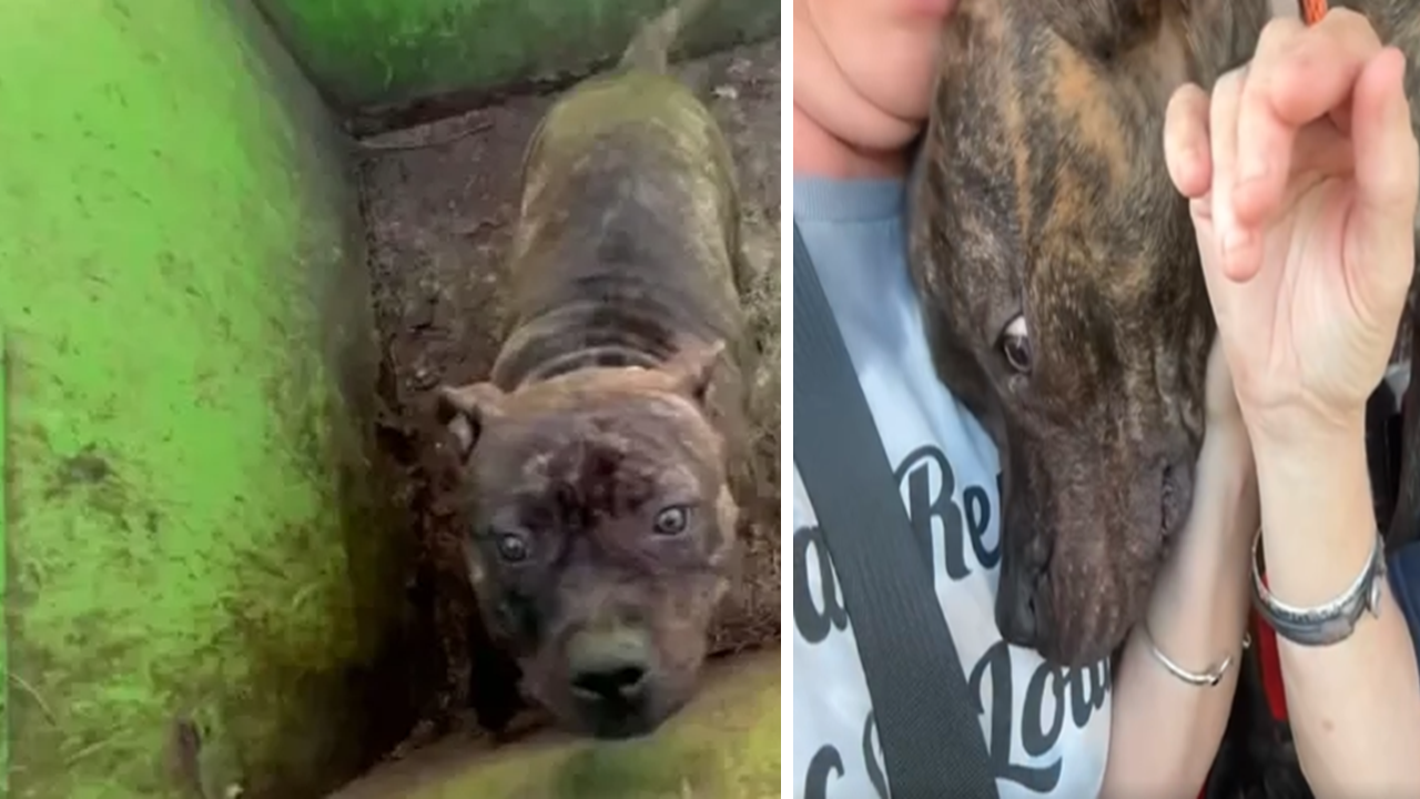 Rescuers Open A Dumpster And Find The Most Adorable Eyes Inside ff