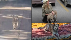 Stray Dog Chased A Lady's Vehicle Until She Welcomed Him Home