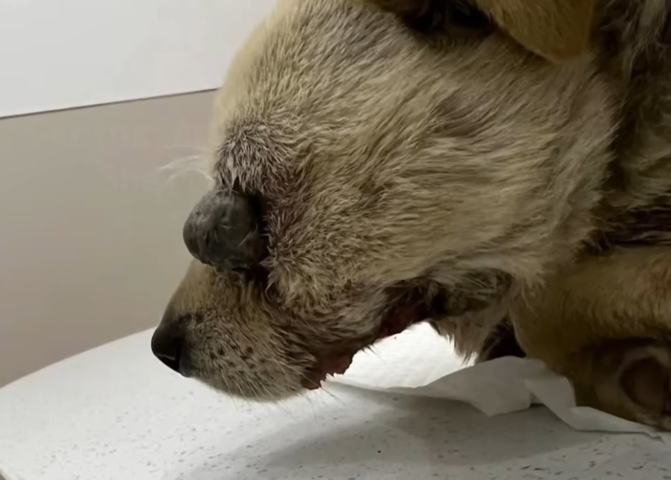 Stray Dog Injured From Beating, Following Strang Help