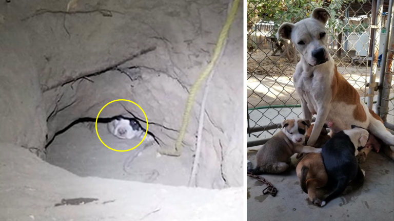 Stray Dog Mom Hides Her Puppies In A Hole To Protect Them From Coyotes