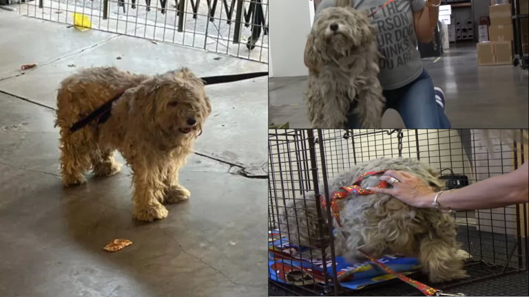 Stray Pup French Fry's Long Wait Ends with a Heartwarming Rescue