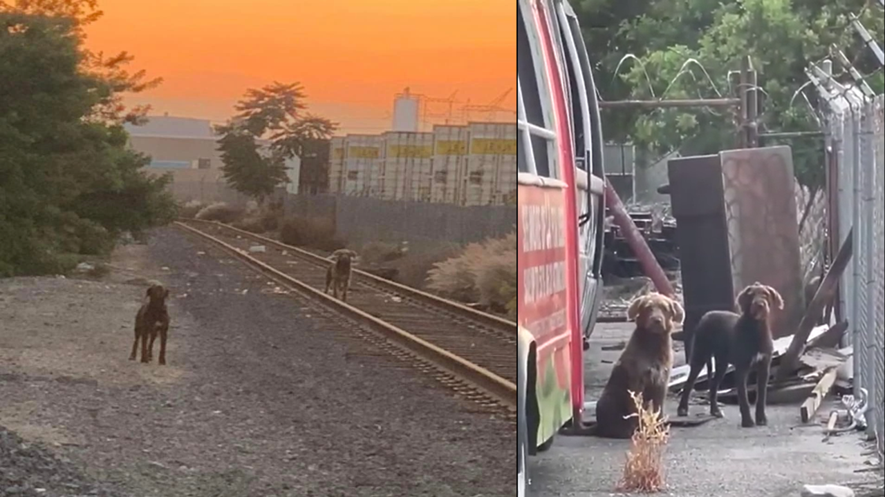 Stray Puppies Wait a Week on Train Tracks, Hoping for Owner's Return
