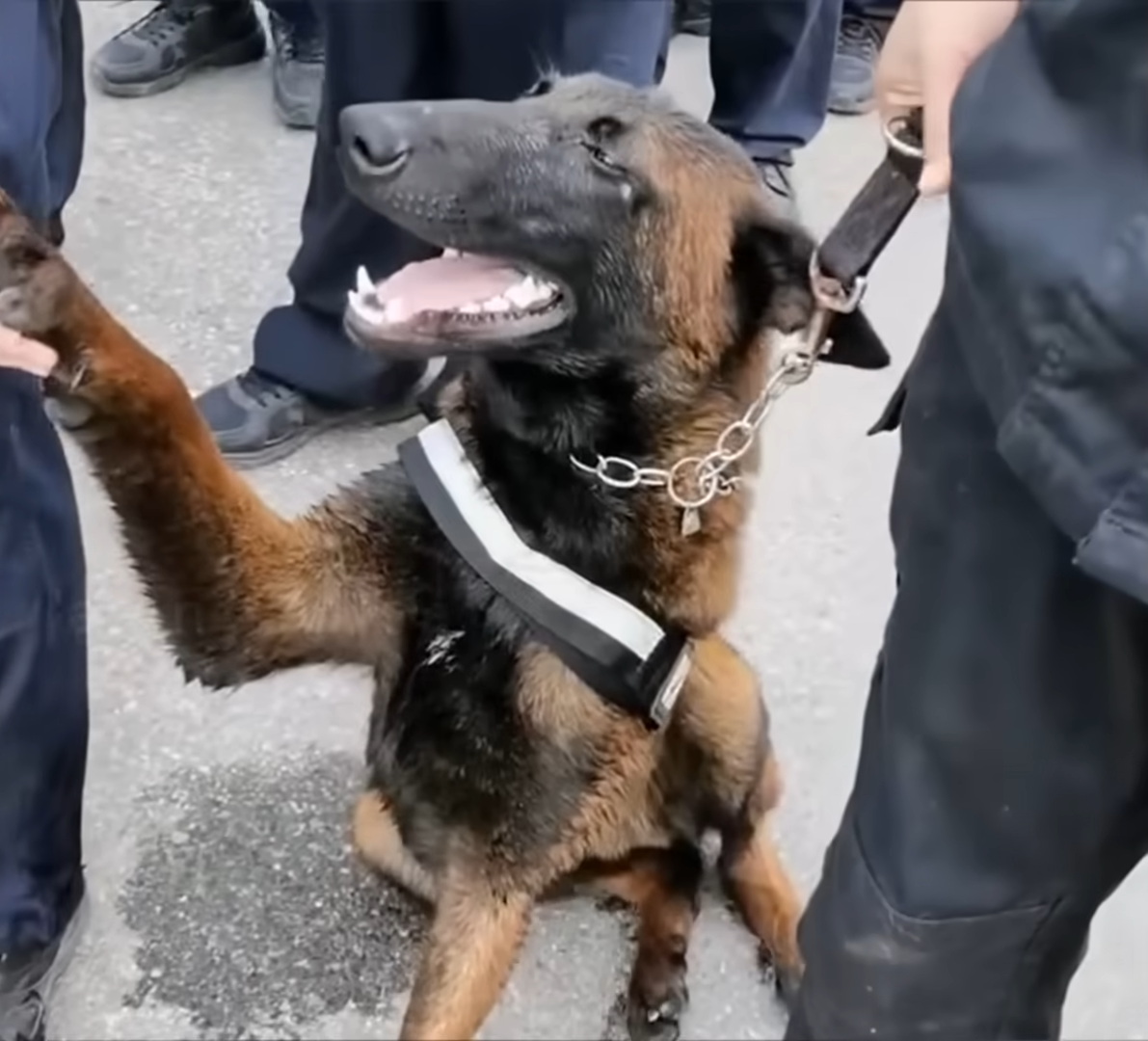 Stray puppy broke into police camp, became a Police Dog after being adopted