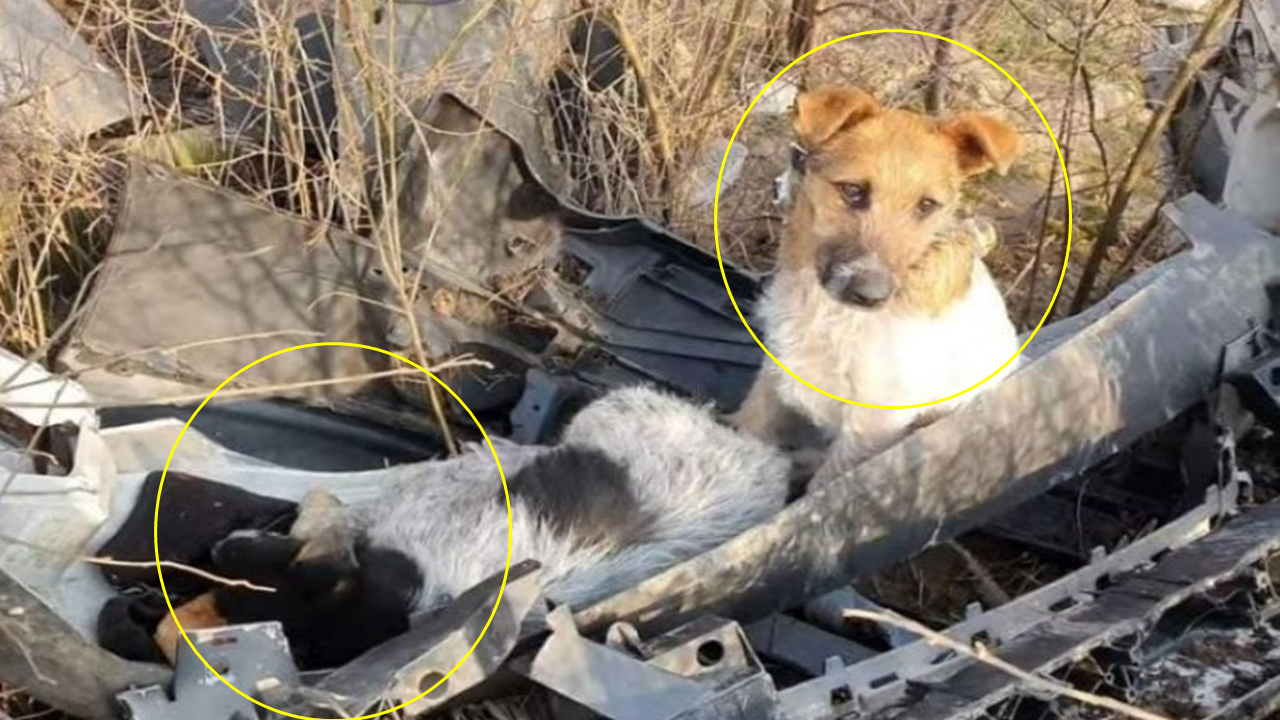 The Heartwarming Rescue of Abandoned Puppies from a Trash Heap