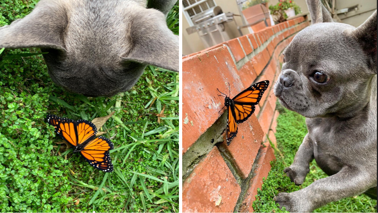 The Heartwarming Tale of a Little French Bulldog and His Butterfly Friend