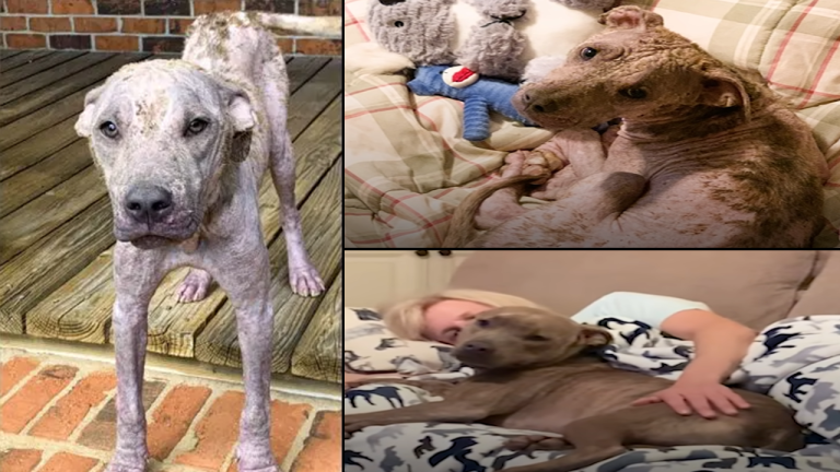 The Pittie Whose Skin Hardened Like Stone Finds Complete Recovery