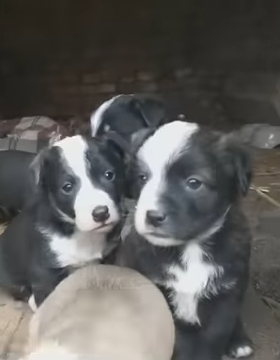 The cry and fear of puppies in a tunnel cave waiting for help and extreme stress 7 19 screenshot