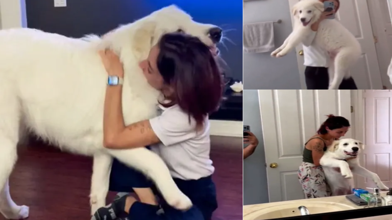 This 125 Pound Rescued Dog Still Believes He's a Tiny Puppy ff
