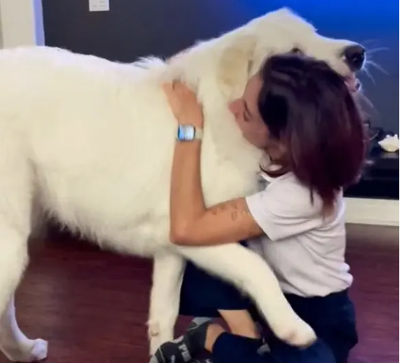 This 125 Pound Rescued Dog Still Believes He's a Tiny Puppy