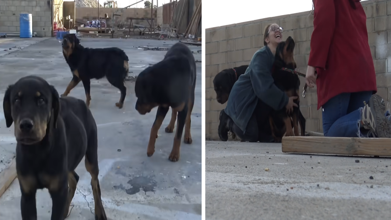 Three Rottweilers abandoned without food and left to die