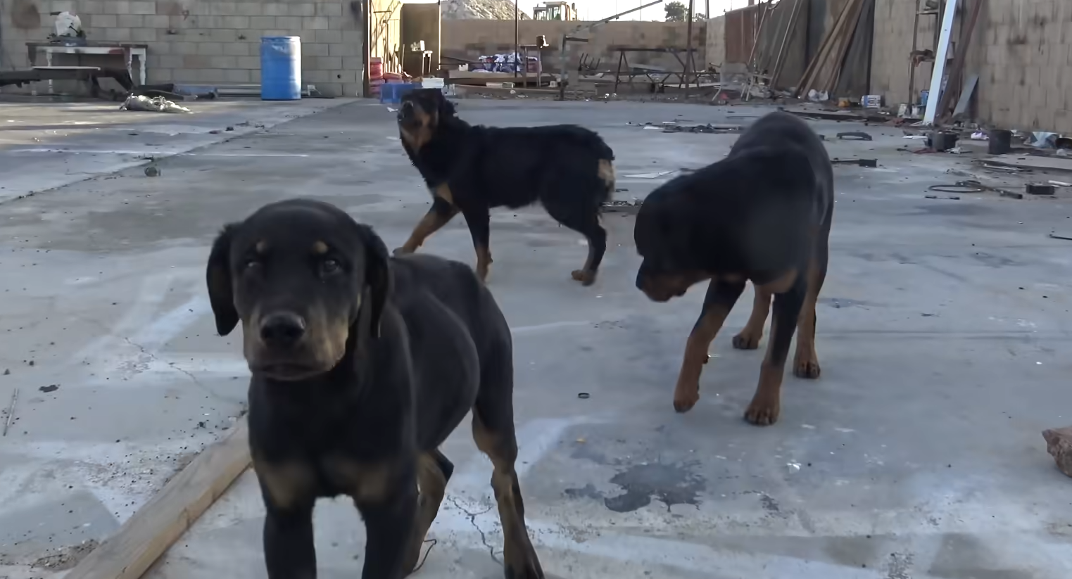 Three Rottweilers abandoned without food and left to die 6
