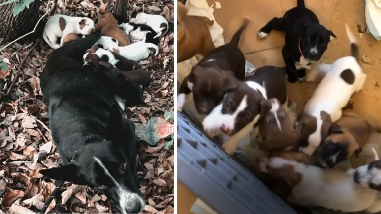 Two Women Rescued Mama Dog and Her Puppies from the Woods, Preventing Exhaustion