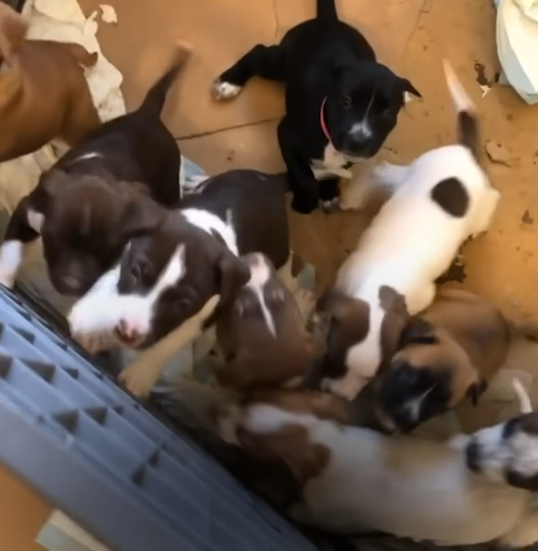 Two Women Rescued Mama Dog and Her Puppies from the Woods, Preventing Exhaustion 7