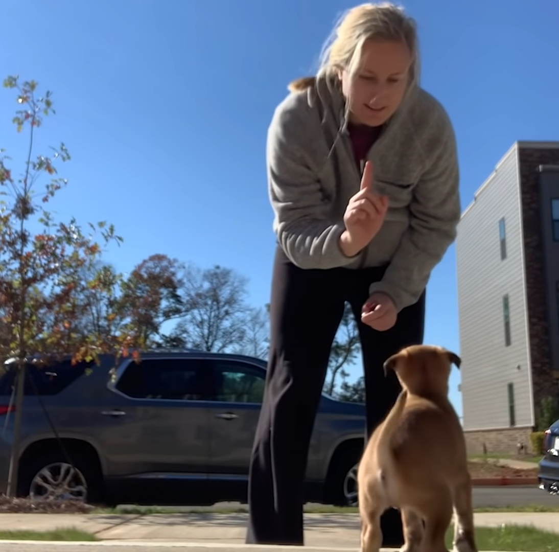 Two Women Rescued Mama Dog and Her Puppies from the Woods, Preventing Exhaustion