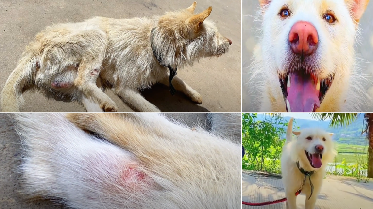 Woman Saves Stray Dog with Bone Cancer A 168 Day Journey of Hope and Healing