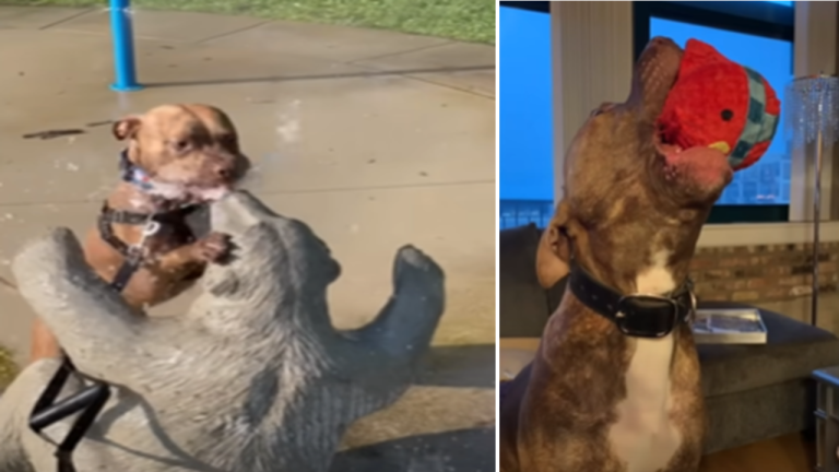 Woman's Newly Adopted Dog Isn't the Sharpest, But He's a Comedy Goldmine