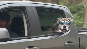 Dog living his final days like a boss