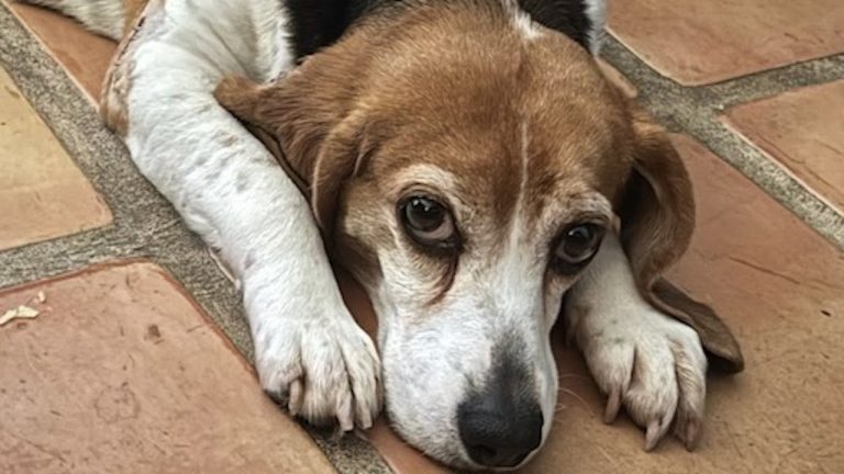 A Sad Laboratory Dog Previously Used for Lab Testing is Finally Free Now