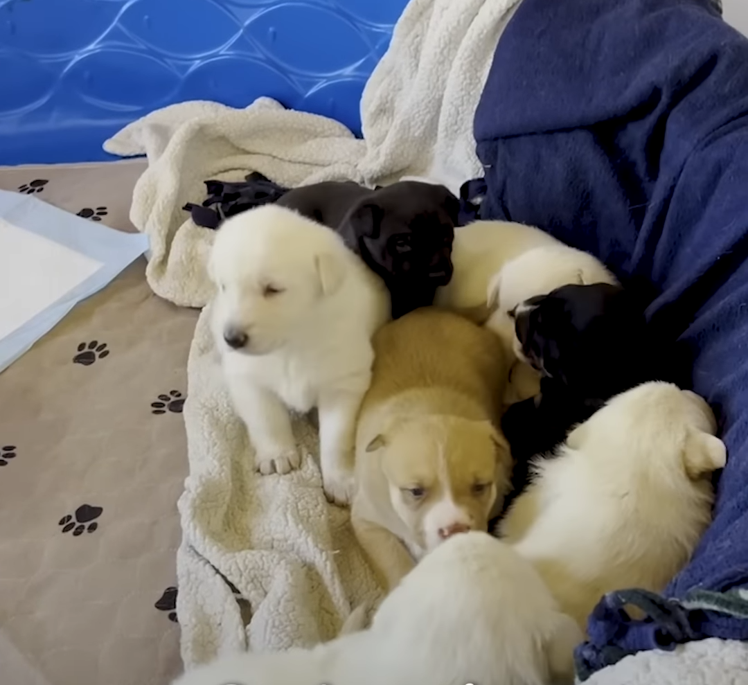 all the puppies found new homes