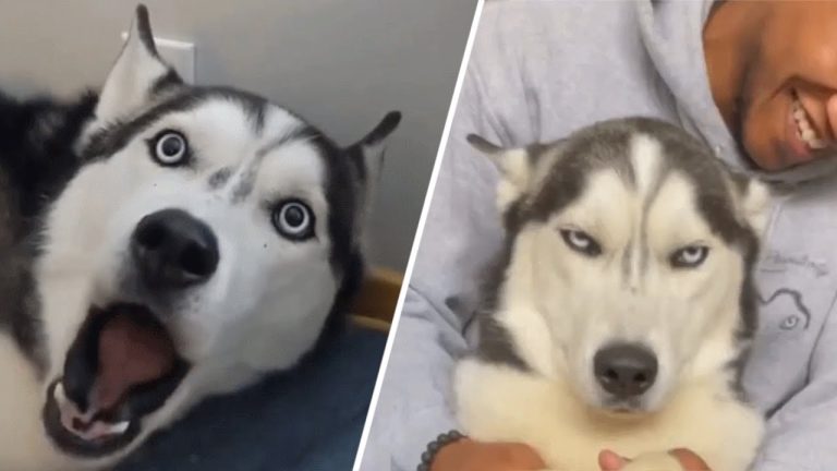 Assertive dog learns to say ‘NO’ to dad