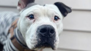 Nobody wanted this dog. So this woman took him home.