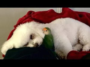 Dog and parrot are basically conjoined twins, But different mothers!