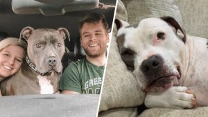 This unwanted dog was dumped on freeway, It was the best thing that happened to her!