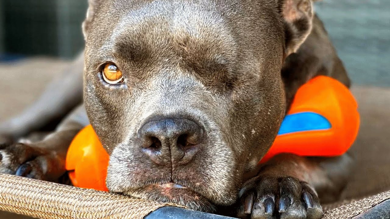 Lost dog’s owner leaves her behind, takes the male dog