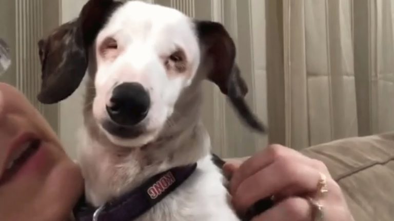 Blind, Deaf Dog Chirps Like a Bird to Get Attention