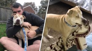 Blind pit bull found roadside clings to blanket for comfort