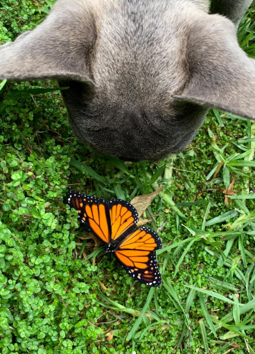 butterfly and dog friendship