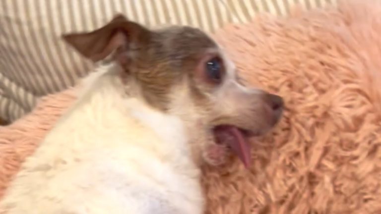 Chihuahua scared of human touch is totally different now!