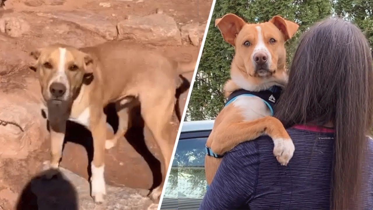 Clingy dog convinces hiker to become his mommy