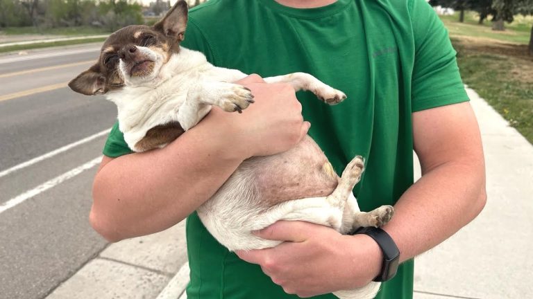 Couple Adopts An Obese, Neglected Chihuahua, and Transforms His Life!