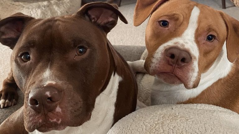 Couple adopts two shelter dogs, And now say they are their two sons!