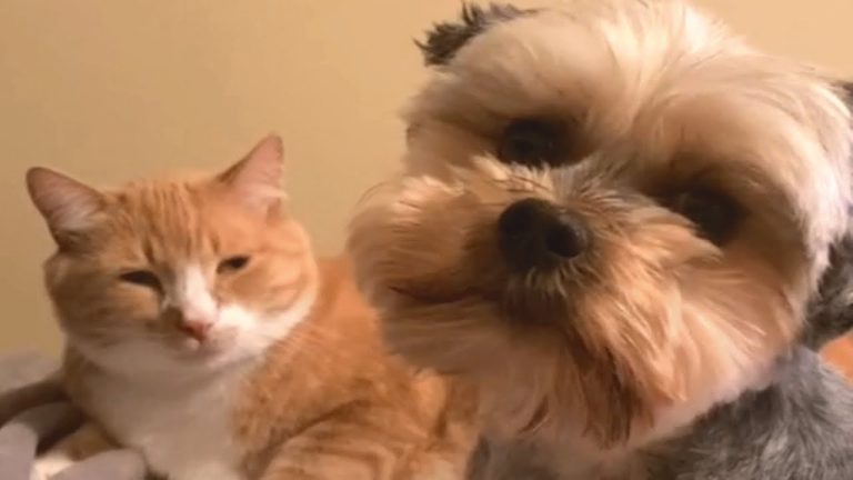Couple couldn’t believe what their cat was doing for the dog