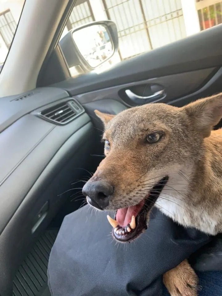 coyote in the car 720x960