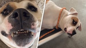 Deaf dog has not known happiness or love, This woman wants to change that!