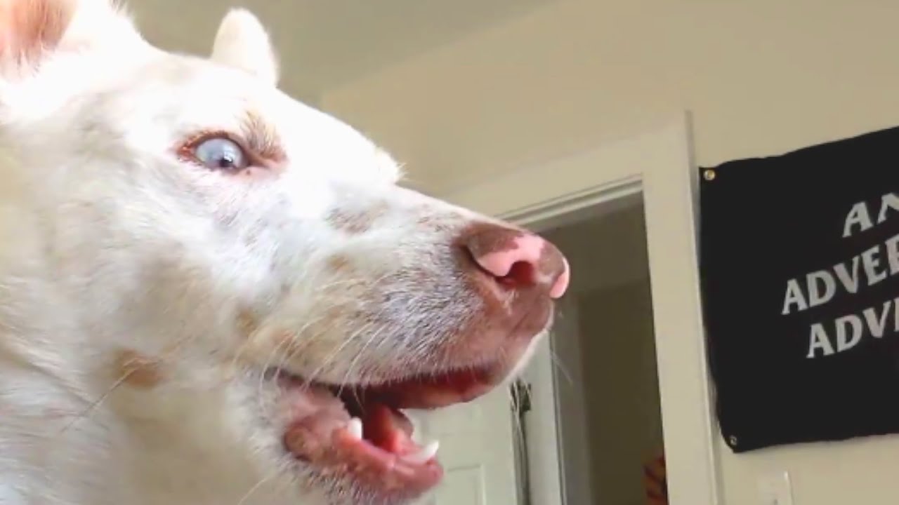 Deaf dog has the oddest reaction to huskies