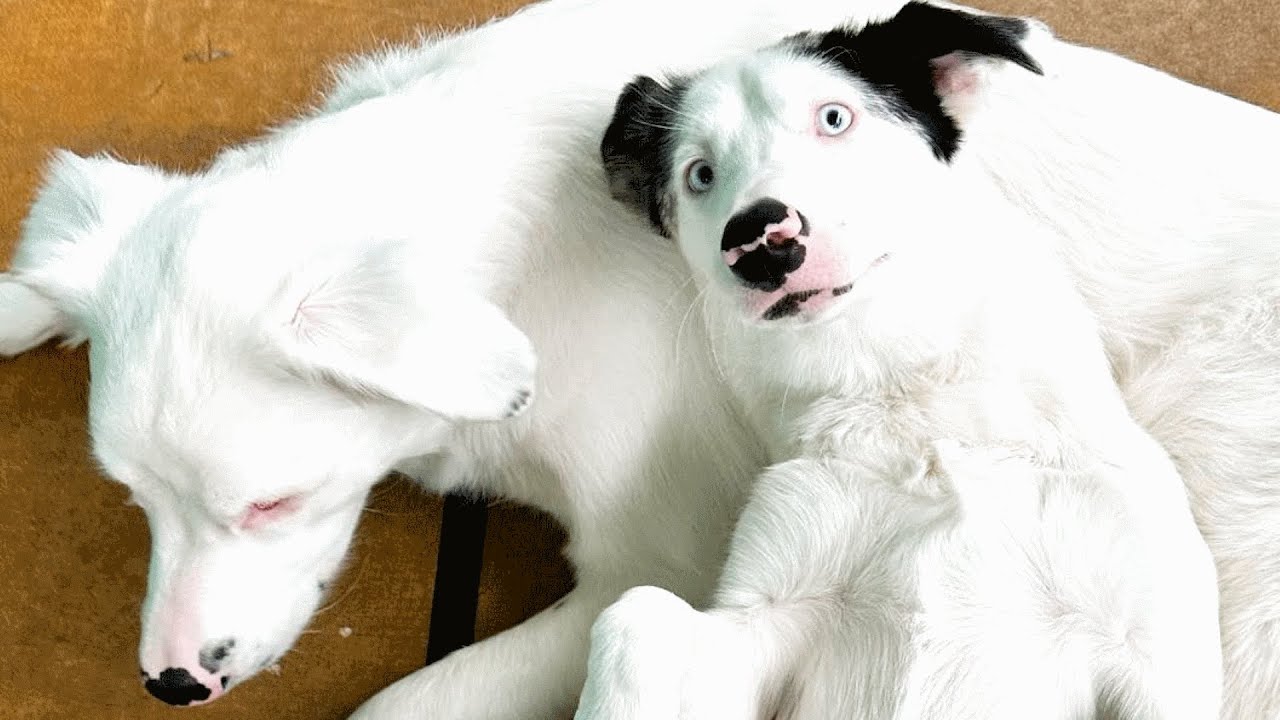 Deaf puppy protects and guides her blind brother