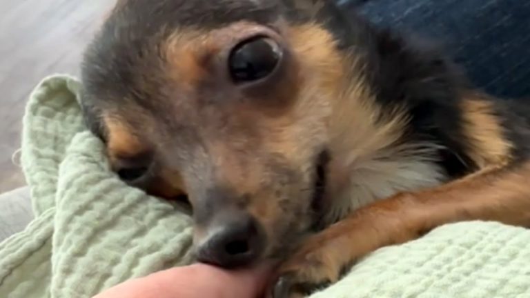 Disabled dog has sweetest response when mom says I love you