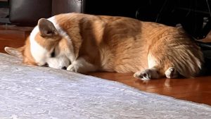 Disabled dog walks unexpectedly during daughter’s photo shoot