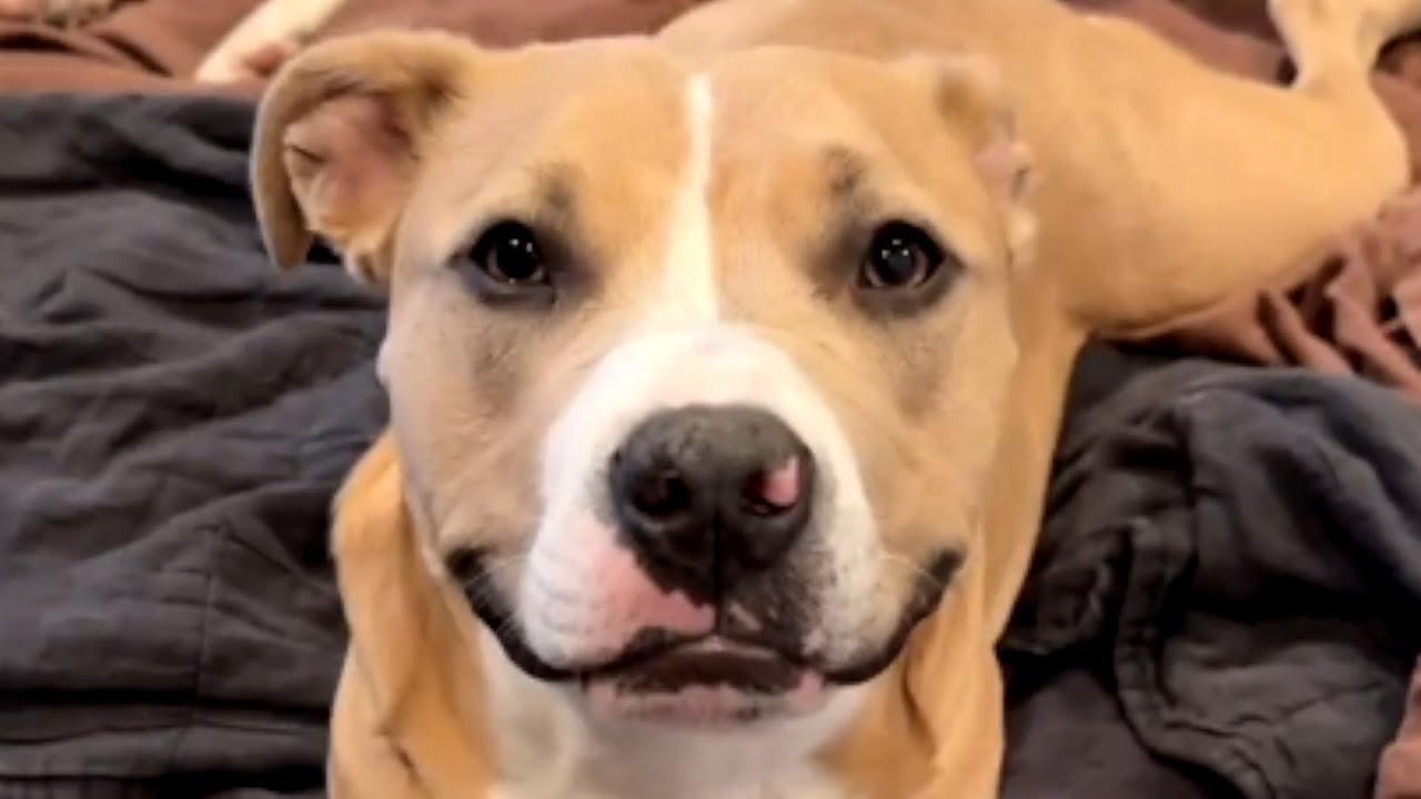 Dog’s smile hides her heartbreaking past