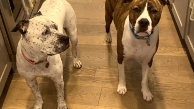 Dog becomes deaf pup’s guide and helped her the whole life