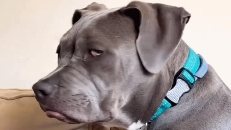 Dog gets sad because people think he looks mean!