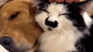 Dog love this cat with a mustache! Unbreakable Friendship