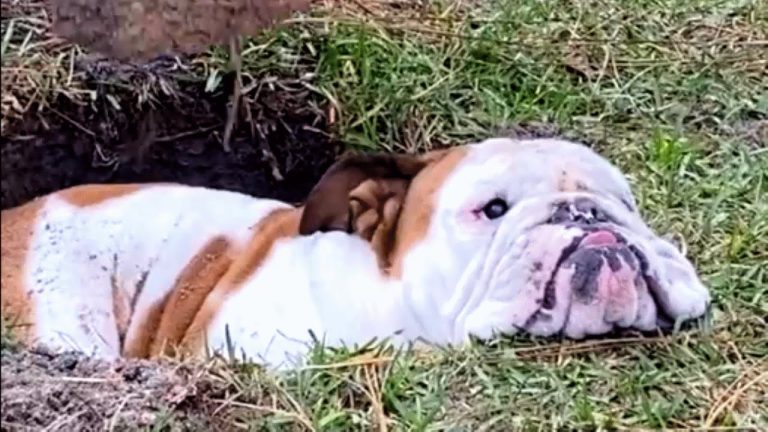 Dog thinks he owns all the holes in the world