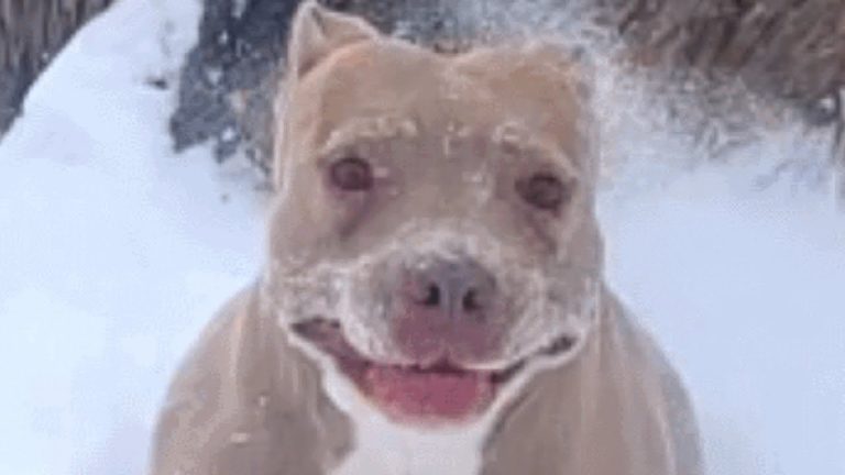 Dog used for breeding finally gets a loving home. See how she reacts to snow