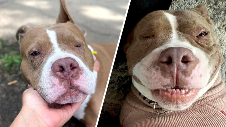Dog was chained outside for years, Then she got a taste of indoors!